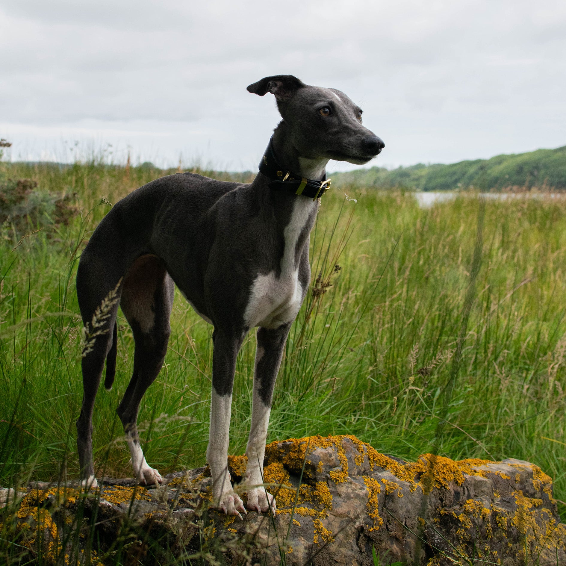 Storeys & Tails Black Sight Hound Collar