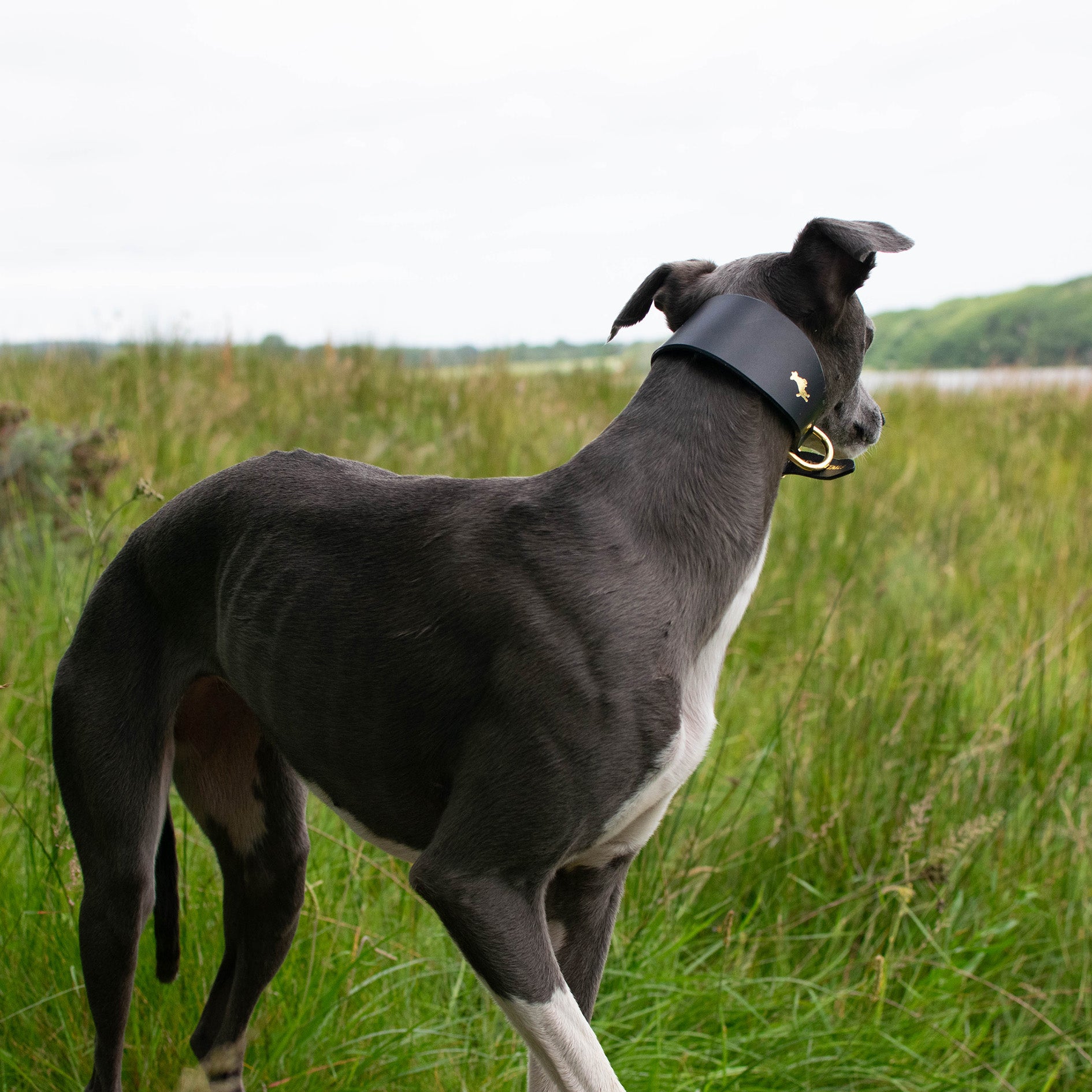 Storeys & Tails Black Sight Hound Collar