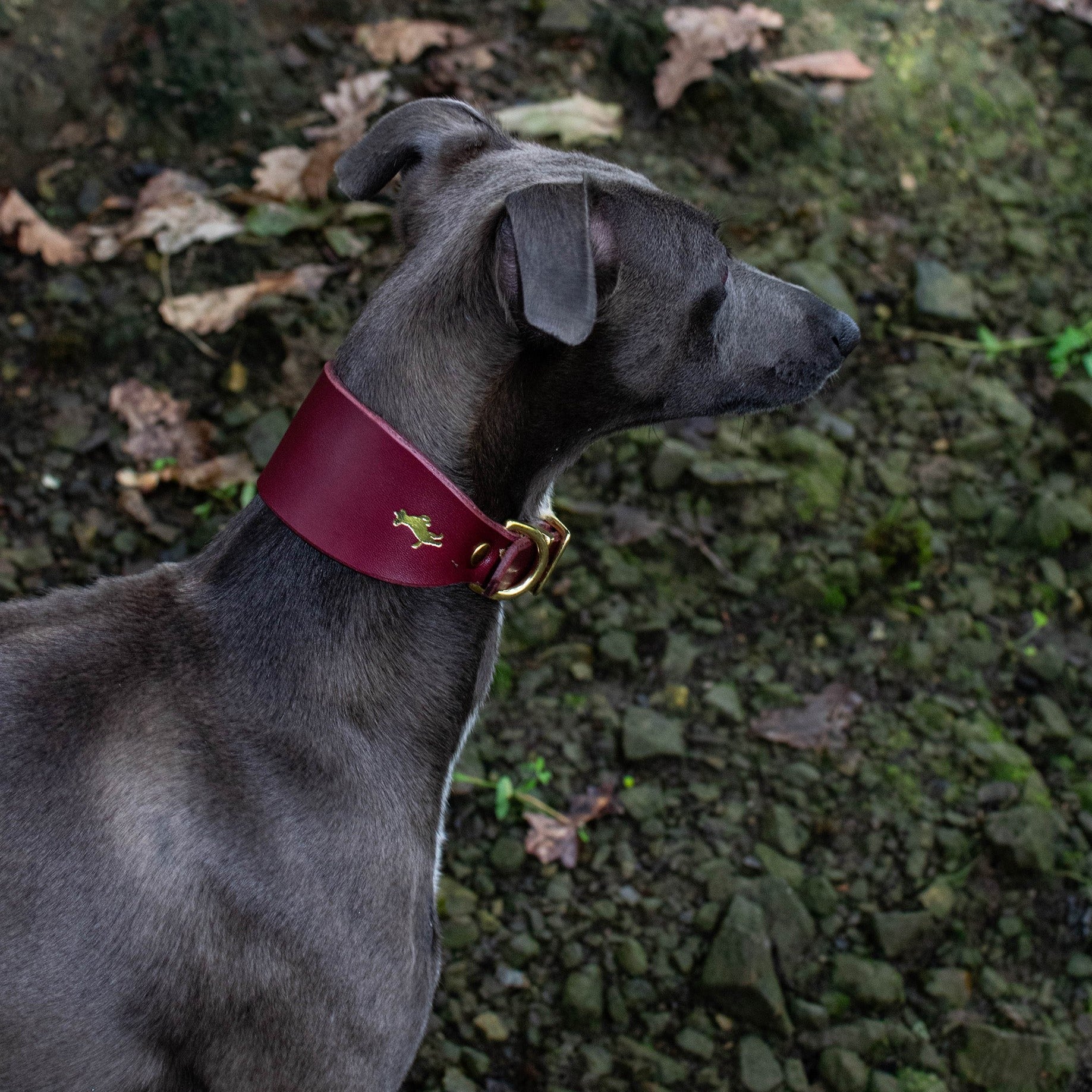 Storeys & Tails Fig Sight Hound Collar